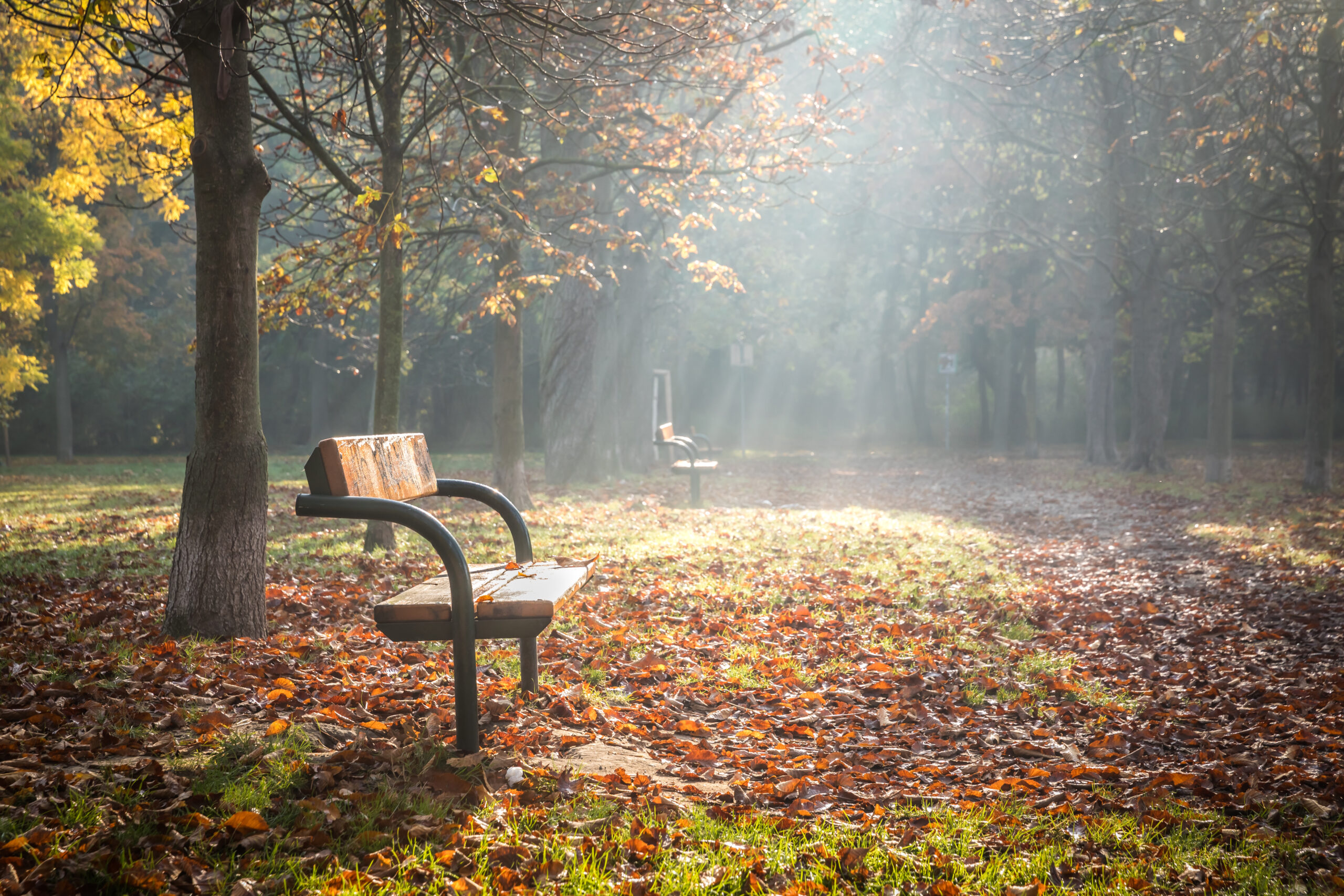 Nicely illuminated lonely park bench on an early foggy morning in autumn